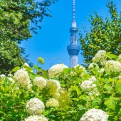 Những địa điểm ngắm hoa cẩm tú cầu lý tưởng ở Tokyo